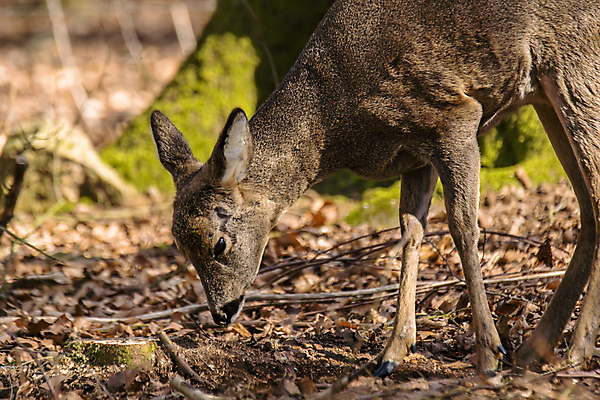 포토 JPG 해외이미지 동물 여자 남자 유럽 야생동물 백그라운드 밭 포유류 자연 털 뿔 서기 잔디 사람없음 야외 목재 달러 봄 관찰 황무지 숲 트로피 사냥 사냥꾼 공터 내추럴 서쪽 아기사슴 암사슴 해외포토 나무 식물 직업 계절 나라 새끼 돈 농업 재료 모션 사슴 사람 암컷 방향 상_우승 생태계 파일형식 이미지허브