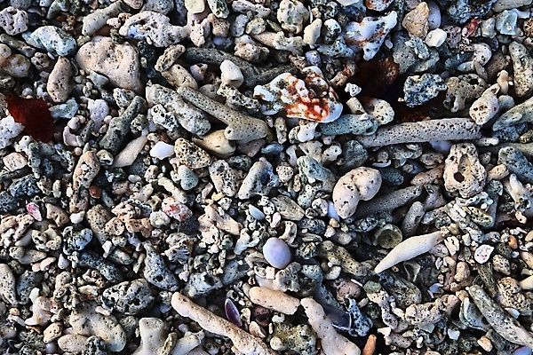 포토 JPG 해외이미지 동물 디자인 야생동물 모래 벽 바다 여행 백그라운드 패턴 자연 표면 추상 휴가 조개 갑각류 사람없음 물 파란색 모래사장 컬러풀 갈색 게 껍질 흰색 산호 작음 묘사 질감 대리석 세이셸 내추럴 집게발 콘크리트 화강암 카피스페이스 해외포토 자연요소 컬러 무늬 재료 아프리카 어패류 공백 암석 자포동물 크기 생태계 파일형식 이미지허브