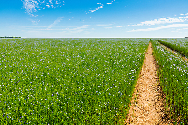 포토 JPG 해외이미지 식물 꽃 백그라운드 밭 농업 자연 하늘 씨앗 잔디 사람없음 야외 초록색 파란색 농작물 농장 봄 성장 벚꽃 시골 신선 개화 시리얼 내추럴 밭일 아마 많음 해외포토 계절 산업 음식 컬러 컨셉 생태계 파일형식 이미지허브