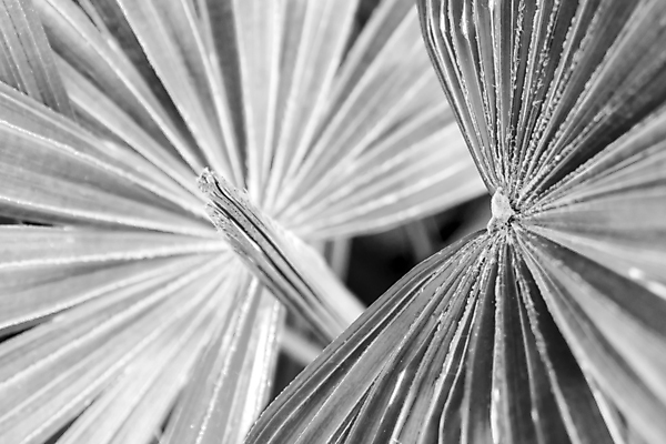 포토 JPG 해외이미지 식물 백그라운드 잎 패턴 자연 손바닥 사람없음 야외 장식 정원 회색 질감 해외포토 손 컬러 무늬 생태계 파일형식 이미지허브