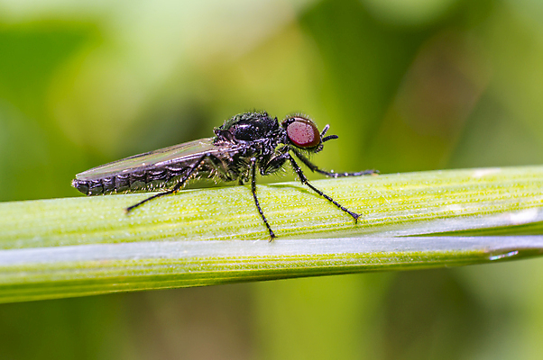 포토 JPG 해외이미지 식물 동물 꽃 야생동물 곤충 백그라운드 절지류 신체 자연 휴식 사람없음 빨간색 초록색 빛 뷰티 갈색 노란색 환경 정원 검은색 봄 줄무늬 젖음 흰색 구출 닫기 벌레 숲 딱정벌레 묘사 무당벌레 병정 내추럴 고립 동물상 해외포토 계절 컬러 컨셉 무늬 모션 조형물 도움 생태계 파일형식 이미지허브