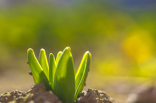 포토 JPG 해외이미지 식물 계절 꽃잎 꽃 분홍색 백그라운드 겨울 꽃무늬 봄꽃 자연 부활절 사람없음 야외 초록색 파란색 컬러풀 뷰티 노란색 정원 맑음 보라색 봄 성장 벚꽃 인사 개화 4월 다발 제비꽃 엽서 라일락 내추럴 사프란 헌병 해외포토 기념일 컬러 무늬 날씨 군인 예절 날짜 편지 향신료 생태계 파일형식 이미지허브