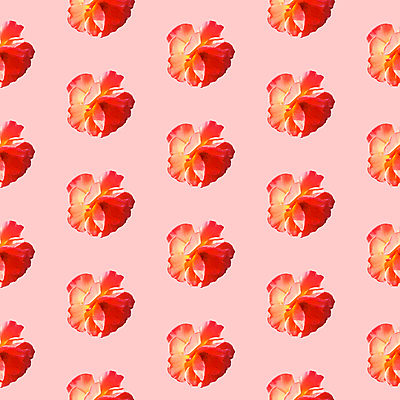 포토 JPG 해외이미지 꽃 분홍색 백그라운드 패턴 사람없음 패턴백그라운드 해외포토 식물 컬러 무늬 파일형식 이미지허브