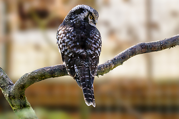 포토 JPG 해외이미지 동물 응시 야생동물 백그라운드 오렌지 자연 조류 뿔 사람없음 머리 회색 흰색 나뭇가지 관찰 숲 먹이 깃털 사냥 부리 독수리 육식동물 부엉이 사냥꾼 외양간 경보 포식 해외포토 나무 직업 시선 컬러 과일 모션 신체부위 생태계 파일형식 이미지허브