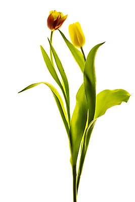 포토 JPG 해외이미지 식물 계절 기념일 꽃잎 꽃 줄기 분홍색 꽃다발 백그라운드 잎 꽃무늬 자연 휴가 부활절 발렌타인데이 선물 사랑 사람없음 장식 빨간색 초록색 컬러풀 뷰티 노란색 머리 보라색 봄 튤립 벚꽃 흰색 축하 인사 신선 다발 배열 내추럴 고립 우수 해외포토 감정 컬러 컨셉 무늬 데이이벤트 이벤트 신체부위 예절 절기 생태계 파일형식 이미지허브