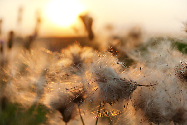 포토 JPG 해외이미지 식물 계절 꽃 컨셉 꽃무늬 패턴 밭 자연 추상 건조 씨앗 사람없음 야외 여름 빛 햇빛 태양 갈색 노란색 정원 일몰 새벽 가을 흰색 소프트포커스 민들레 허브 보케 솜털 엉겅퀴 내추럴 미니멀 해외포토 자연요소 컬러 무늬 농업 촬영기법 노을 생태계 파일형식 이미지허브