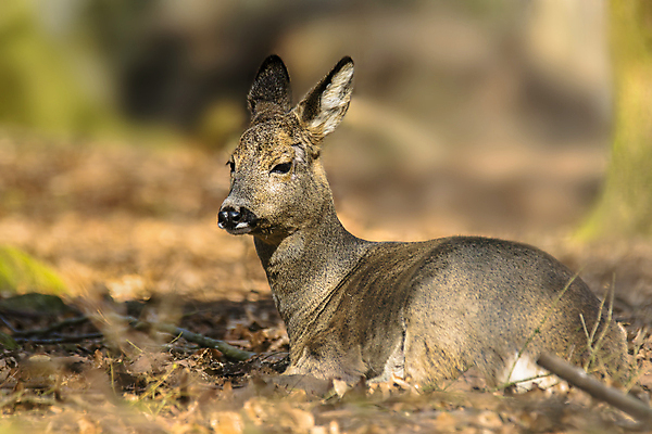포토 JPG 해외이미지 동물 여자 남자 유럽 야생동물 백그라운드 밭 포유류 자연 털 뿔 서기 잔디 사람없음 야외 목재 달러 봄 관찰 황무지 숲 트로피 사냥 사냥꾼 공터 내추럴 서쪽 아기사슴 암사슴 해외포토 나무 식물 직업 계절 나라 새끼 돈 농업 재료 모션 사슴 사람 암컷 방향 상_우승 생태계 파일형식 이미지허브