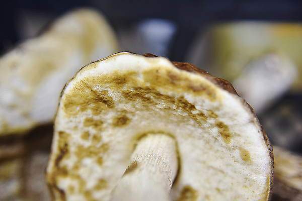 포토 JPG 해외이미지 식물 계절 유럽 음식 백그라운드 꽃무늬 오렌지 재료 자연 건강 종류 요리 사람없음 야외 여름 갈색 노란색 검은색 식사 버섯 성장 가을 신선 황금 맛 숲 묘사 메뉴 유기농 질감 생물학 레시피 내추럴 곰팡이 생태학 채식주의자 캡모자 해외포토 모자_잡화 웰빙 교육 꽃 나라 컬러 컨셉 무늬 과일 생태계 채식 파일형식 이미지허브