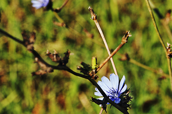 포토 JPG 해외이미지 식물 계절 꽃잎 꽃 줄기 백그라운드 잎 밭 자연 표면 사람없음 야외 초록색 컬러풀 맑음 성장 나뭇가지 시골 신선 개화 우아함 허브 부드러움 서식지 고립 치커리 몽환 해외포토 나무 컬러 컨셉 농업 채소 날씨 감각 생태계 파일형식 이미지허브