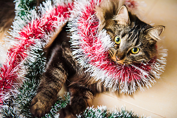 포토 JPG 해외이미지 나무 행복 리본 크리스마스 장난 놀이 휴가 새로움 새해 주택 털 노르웨이 선물 안전 앉기 사람없음 장식 빛 반려동물 장난감 크리스마스트리 노란색 머리카락 검은색 고양이 손상 축하 인사 숲 큼 모피 연도 꼬리 얼룩무늬 솜털 총구 해외포토 식물 동물 기념일 감정 유럽 컬러 컨셉 무늬 포유류 모션 건물 머리 예절 크기 파일형식 이미지허브