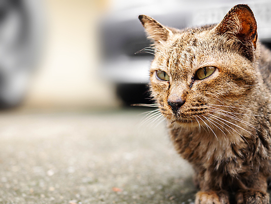 포토 JPG 해외이미지 동물 1 응시 행복 백그라운드 장난 포유류 털 앉기 사람없음 반려동물 갈색 고양이 줄무늬 흰색 작음 모피 자르기 비전 얼룩무늬 지능 스타일 카피스페이스 해외포토 시선 감정 컬러 무늬 모션 공백 크기 파일형식 이미지허브