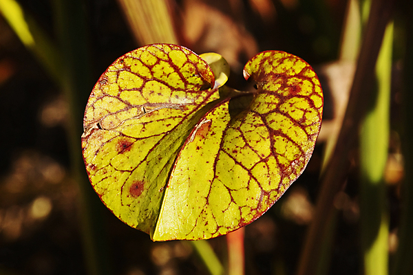 포토 JPG 해외이미지 식물 계절 꽃 백그라운드 잎 패턴 표면 사람없음 야외 장식 빛 노란색 정원 활발 뚜껑 신선 입 묘사 질감 트럼펫 육식 올가미 유리주전자 내추럴 고립 이국적 해외포토 컬러 컨셉 무늬 유리 주전자 신체부위 금관악기 파일형식 이미지허브