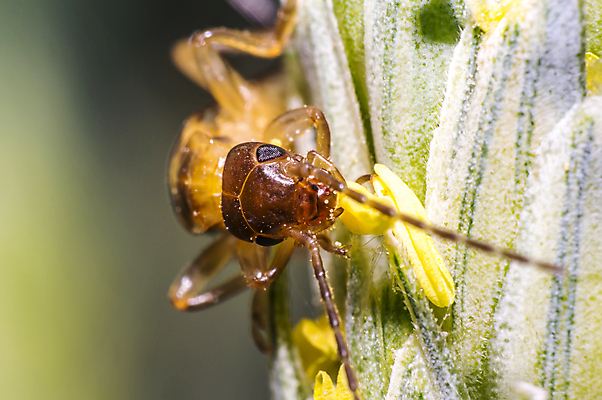 포토 JPG 해외이미지 식물 동물 꽃 야생동물 곤충 백그라운드 절지류 신체 자연 휴식 사람없음 빨간색 초록색 반짝임 뷰티 갈색 환경 정원 검은색 봄 줄무늬 흰색 칼날 구출 닫기 벌레 딱정벌레 묘사 무당벌레 내추럴 고립 동물상 해외포토 계절 컬러 컨셉 무늬 모션 조형물 도움 생태계 파일형식 이미지허브
