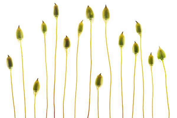 포토 JPG 해외이미지 식물 계절 공원 유럽 벽 백그라운드 잎 꽃무늬 패턴 자연 벽지 표면 바닥 그림자 이끼 풍경 사람없음 야외 초록색 햇빛 환경 정원 흙 봄 다양 성장 흰색 신선 황무지 닫기 숲 생태계 질감 내추럴 삼림지대 해외포토 공공시설 꽃 나라 컬러 다수 무늬 모션 태양 파일형식 이미지허브