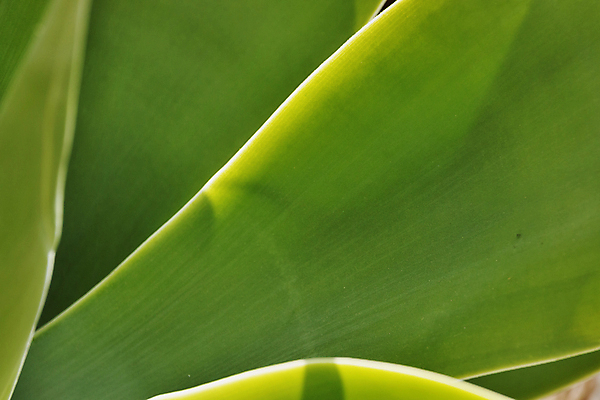 포토 JPG 해외이미지 모양 식물 백그라운드 잎 패턴 자연 추상 사람없음 장식 초록색 햇빛 뷰티 정원 활발 우아함 묘사 상록수 고립 얇은 특별함 많음 해외포토 컬러 컨셉 무늬 태양 생태계 파일형식 이미지허브