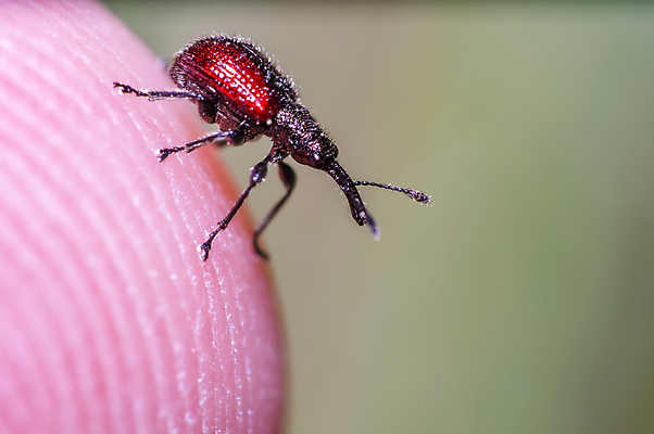 포토 JPG 해외이미지 식물 동물 꽃 야생동물 곤충 백그라운드 절지류 신체 자연 휴식 사람없음 빨간색 초록색 여름 빛 뷰티 갈색 노란색 환경 정원 검은색 봄 줄무늬 젖음 흰색 구출 닫기 벌레 숲 벌 딱정벌레 묘사 무당벌레 병정 내추럴 고립 동물상 해외포토 계절 컬러 컨셉 무늬 모션 조형물 도움 생태계 파일형식 이미지허브