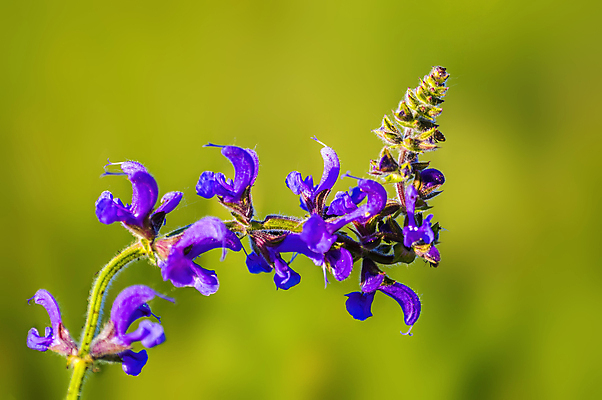 포토 JPG 해외이미지 식물 디자인 계절 꽃잎 꽃 결혼 백그라운드 꽃무늬 자연 벽지 새로움 프레임 발렌타인데이 사랑 미술 사람없음 빛 태양 뷰티 장미 정원 보라색 봄 성장 벚꽃 흰색 신선 체리 닫기 4월 제비꽃 원예 보케 부드러움 내추럴 고립 블러 파스텔톤 카피스페이스 해외포토 자연요소 감정 컬러 컨셉 무늬 과일 모션 데이이벤트 문화예술 이벤트 취미 공백 감각 날짜 생태계 파일형식 이미지허브