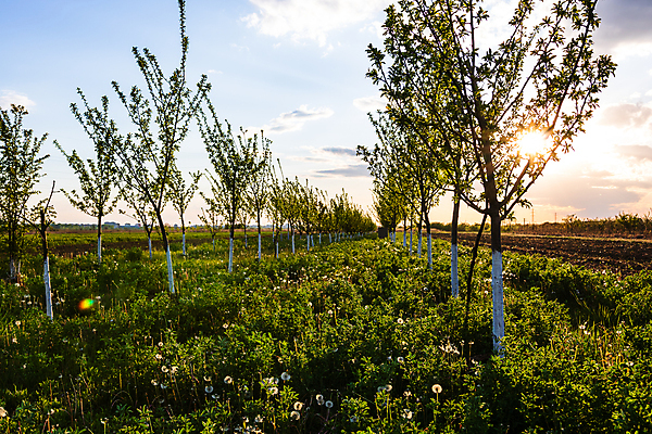 포토 JPG 해외이미지 나무 식물 계절 공원 농업 자연 사람없음 야외 목재 정원 페인트 봄 흰색 나뭇가지 붓 수비 보호 사과 과수원 원예 내추럴 돌봄 미백 원예사 해외포토 직업 공공시설 산업 컬러 컨셉 과일 재료 모션 취미 생태계 파일형식 이미지허브