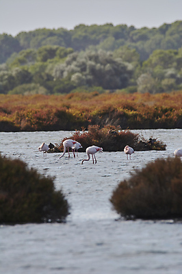 포토 JPG 해외이미지 동물 계절 호수 야생동물 분홍색 여행 자연 조류 휴가 서기 사람없음 야외 물 컬러풀 뷰티 걷기 침묵 만 그룹 황무지 보호 군중 큼 플라밍고 물새 서식지 동물상 생태학 전국 많음 해외포토 자연요소 교육 컬러 컨셉 모션 사람 조형물 소리 크기 생태계 파일형식 이미지허브