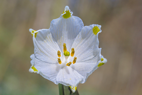 포토 JPG 해외이미지 식물 계절 꽃잎 꽃 분홍색 백그라운드 겨울 꽃무늬 봄꽃 자연 부활절 사람없음 야외 초록색 파란색 컬러풀 뷰티 노란색 정원 맑음 보라색 봄 성장 벚꽃 인사 개화 4월 다발 제비꽃 엽서 라일락 내추럴 사프란 헌병 해외포토 기념일 컬러 무늬 날씨 군인 예절 날짜 편지 향신료 생태계 파일형식 이미지허브