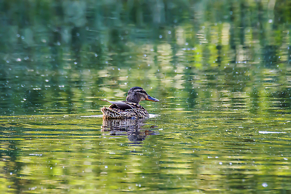 포토 JPG 해외이미지 나무 동물 커플 계절 공원 호수 야생동물 여행 백그라운드 자연 조류 사랑 사람없음 야외 초록색 물 파란색 빛 강 컬러풀 태양 뷰티 반사 평화 환경 침묵 봄 흰색 하트 연못 우아함 숲 심볼 순수 깃털 부리 백조 장면 내추럴 단아함 해외포토 자연요소 모양 식물 공공시설 감정 컬러 컨셉 관계 소리 생태계 파일형식 이미지허브