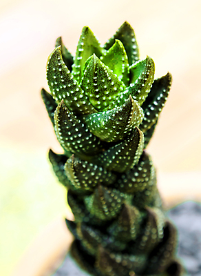 포토 JPG 해외이미지 선인장 실내 근접촬영 사람없음 아웃포커스 해외포토 식물 뷰포인트 촬영기법 내부 파일형식 이미지허브