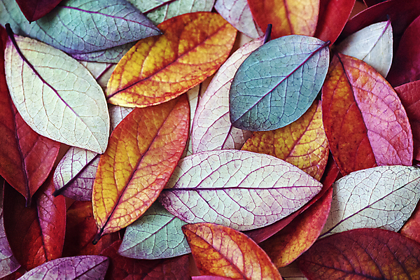 포토 JPG 해외이미지 식물 디자인 배너 계절 백그라운드 컨셉 단풍 잎 패턴 오렌지 자연 벽지 추상 미술 사람없음 빨간색 초록색 컬러풀 갈색 노란색 세일 활발 수집 배열 묘사 질감 레이아웃 자연백그라운드 내추럴 강렬 해외포토 컬러 무늬 과일 문화예술 생태계 파일형식 이미지허브