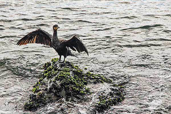 포토 JPG 해외이미지 바다 조류 이끼 사람없음 물 돌_바위 날갯짓 해외포토 자연요소 동물 파일형식 이미지허브