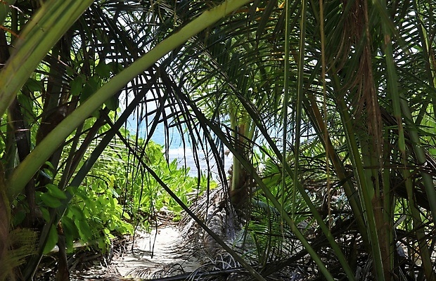 포토 JPG 해외이미지 나무 식물 공원 도로 길 모래 바다 섬 여행 잎 밭 농업 자연 하늘 휴가 산 손바닥 사람없음 야외 초록색 파란색 야자수 뷰티 환경 정원 시골 숲 코코넛 세이셸 내추럴 방법 파라다이스 해외포토 손 공공시설 산업 컬러 과일 교통시설 아프리카 생태계 파일형식 이미지허브