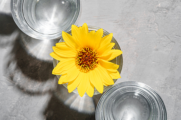 포토 JPG 해외이미지 꽃 회색배경 잔 그림자 사람없음 물 빛 노란색 투명 해외포토 자연요소 식물 식기 컬러 백그라운드 회색 파일형식 이미지허브