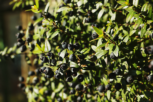 포토 JPG 해외이미지 모양 나무 식물 줄기 백그라운드 잎 패턴 과일 자연 프레임 사람없음 야외 초록색 빛 컬러풀 평화 맑음 활발 나뭇가지 닫기 지중해 향 상록수 강렬 고립 해외포토 바다 컬러 컨셉 무늬 모션 날씨 생태계 파일형식 이미지허브