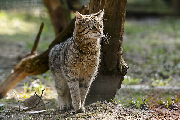 포토 JPG 해외이미지 동물 야생동물 백그라운드 포유류 자연 수염 국립공원 사람없음 야외 반려동물 고양이 줄무늬 분노 황무지 치아 숲 무서움 코 꼬리 사냥 귀 육식동물 사냥꾼 얼룩무늬 멸종 발톱 집게발 해외포토 직업 공원 감정 무늬 발 신체부위 소화기관 생태계 파일형식 이미지허브