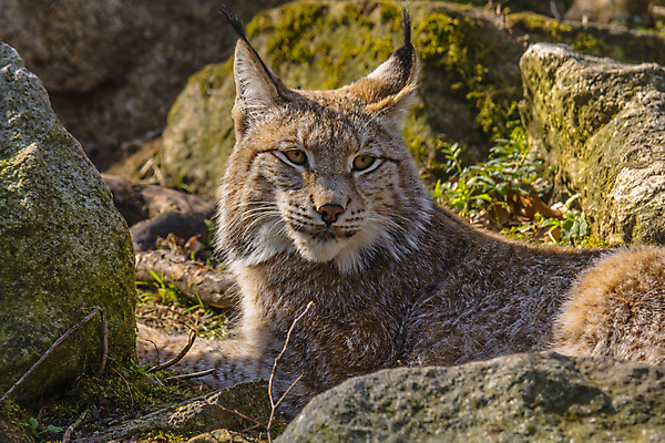 포토 JPG 해외이미지 동물 야생동물 새끼 백그라운드 포유류 자연 생물 산 성인 사람없음 목재 고양이 아기 황무지 숲 위험 모피 묘사 귀 육식동물 사냥꾼 육식 멸종 서식지 노려봄 내추럴 강렬 시베리아 웅장함 스라소니 해외포토 나무 직업 컨셉 재료 표정 사람 신체부위 반려동물 생태계 파일형식 이미지허브
