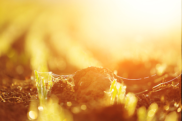 포토 JPG 해외이미지 나무 식물 계절 산업 음식 백그라운드 잎 밭 농업 채소 자연 새로움 건강 씨앗 사람없음 초록색 여름 빛 농작물 농장 새싹 환경 정원 검은색 일몰 흙 봄 성장 시골 신선 작음 땅 시리얼 유기농 먼지 내추럴 땅바닥 모종 묘목 밭일 줄서기 세련 해외포토 웰빙 컬러 컨셉 모션 바닥 노을 크기 생태계 파일형식 이미지허브