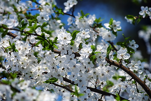 포토 JPG 해외이미지 나무 식물 계절 꽃잎 꽃 분홍색 백그라운드 꽃무늬 자연 하늘 미술 사람없음 빨간색 초록색 파란색 컬러풀 햇빛 뷰티 정원 맑음 중국 봄 회색 성장 벚꽃 흰색 나뭇가지 축하 신선 개화 체리 원예 보케 슛 부드러움 내추럴 효과 해외포토 아시아 컬러 컨셉 무늬 과일 날씨 문화예술 취미 태양 감각 생태계 파일형식 이미지허브