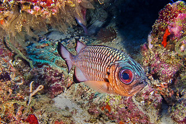 포토 JPG 해외이미지 동물 아시아 야생동물 바다 여행 자연 휴식 어류 사람없음 야외 물 컬러풀 뷰티 환경 바닷속 수중 다양 잠수함 생태계 다이빙 생물학 지느러미 암초 서식지 인도양 몰디브 깊이 동물상 생태학 해외포토 자연요소 교육 나라 컬러 다수 컨셉 조형물 수영 수중동물 수중스포츠 파일형식 이미지허브