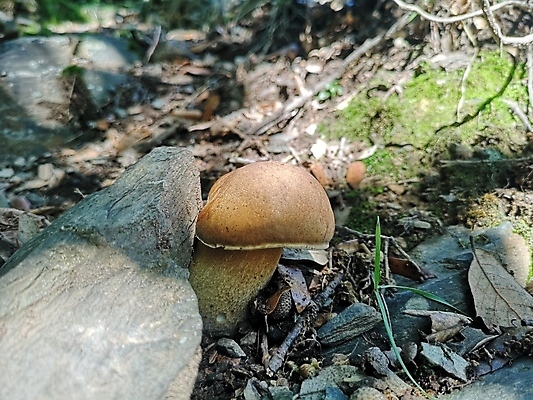 포토 JPG 해외이미지 식물 계절 음식 재료 자연 이끼 사람없음 초록색 갈색 버섯 성장 가을 신선 숲 왕 유기농 내추럴 곰팡이 그물버섯 번 식용 식품점 캡모자 페니 해외포토 모자_잡화 웰빙 빵 컬러 상점 동전 생태계 파일형식 이미지허브