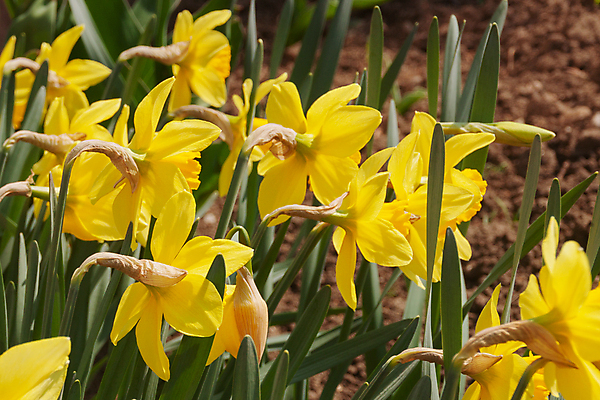 포토 JPG 해외이미지 식물 계절 공원 꽃잎 꽃 꽃다발 잎 꽃무늬 밭 사람없음 초록색 여름 햇빛 태양 노란색 환경 정원 봄 활발 성장 벚꽃 흰색 신선 개화 다발 묘사 유기농 원예 보케 냄새 화단 수선화 내추럴 생태학 해외포토 자연요소 웰빙 공공시설 교육 컬러 컨셉 무늬 농업 취미 파일형식 이미지허브