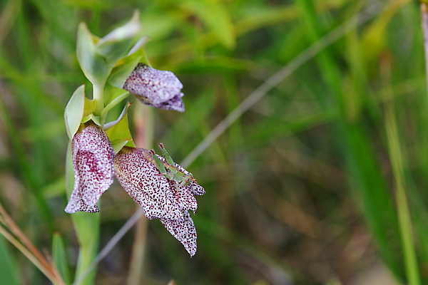 포토 JPG 해외이미지 꽃잎 꽃 곤충 백그라운드 잎 밭 신체 날개 자연 초식동물 안테나 사람없음 야외 가로 빨간색 초록색 여름 머리 환경 점프 사진촬영 봄 흰색 점 벌레 작음 메뚜기 서식지 내추럴 귀뚜라미 남아프리카 해외포토 식물 동물 계절 컬러 농업 통신 모션 아프리카 신체부위 촬영 크기 생태계 파일형식 이미지허브