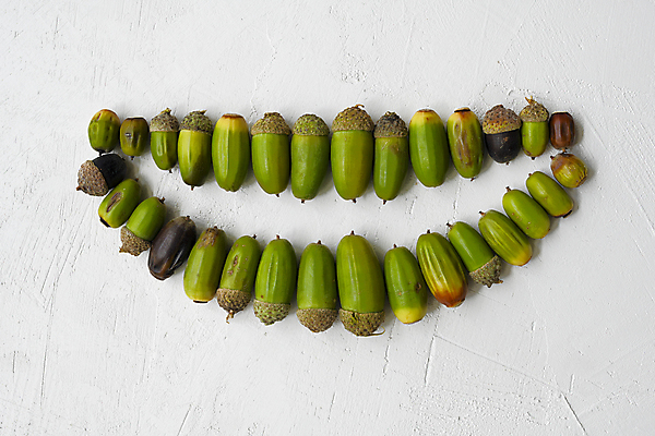 포토 JPG 해외이미지 나무 음식 일러스트 자연 건강 치과 병원 씨앗 미소 사람없음 그래픽 세트 약 노란색 견과류 가을 입 닫기 치아 보호 낙서 숲 부식 유기농 치과의사 호두 도토리 문제 테라피 내추럴 틀니 돌봄 바보 방법 보철 위생관리 비건 해외포토 식물 웰빙 계절 컬러 컨셉 의학 모션 표정 관리 신체부위 뷰티 의사 소화기관 생태계 채식주의자 파일형식 이미지허브