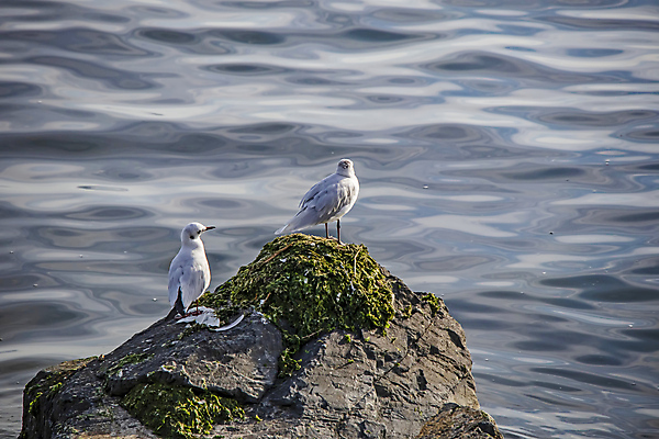 포토 JPG 해외이미지 물결 바다 두마리 갈매기 이끼 사람없음 해외포토 2 조류 파일형식 이미지허브