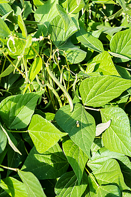 포토 JPG 해외이미지 식물 줄 음식 백그라운드 잎 밭 농업 채소 자연 콩 건강 사람없음 야외 초록색 농작물 농장 정원 수확 성장 시골 신선 유기농 날것 내추럴 꼬투리 밭일 채식주의자 해외포토 웰빙 산업 컬러 곡류 생태계 채식 파일형식 이미지허브