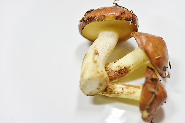 포토 JPG 해외이미지 식물 계절 유럽 음식 백그라운드 꽃무늬 오렌지 재료 자연 건강 종류 요리 사람없음 야외 갈색 노란색 검은색 식사 버섯 성장 신선 황금 맛 숲 묘사 메뉴 유기농 질감 생물학 레시피 내추럴 곰팡이 생태학 채식주의자 캡모자 해외포토 모자_잡화 웰빙 교육 꽃 나라 컬러 컨셉 무늬 과일 생태계 채식 파일형식 이미지허브