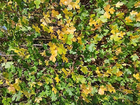 포토 JPG 해외이미지 나무 식물 계절 공원 도로 길 백그라운드 잎 겨울 오렌지 자연 사람없음 야외 빨간색 초록색 컬러풀 태양 갈색 노란색 환경 맑음 놀람 활발 시골 붓 황금 숲 오솔길 질감 10월 내추럴 아마추어 엘리먼트 절정 해외포토 자연요소 공공시설 감정 컬러 컨셉 과일 교통시설 날씨 표정 날짜 생태계 파일형식 이미지허브