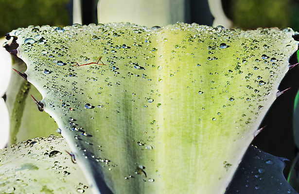 포토 JPG 해외이미지 모양 식물 백그라운드 잎 패턴 사람없음 장식 초록색 햇빛 반사 활발 흰색 물방울 묘사 상록수 고립 얇은 특별함 많음 해외포토 컬러 컨셉 무늬 태양 파일형식 이미지허브