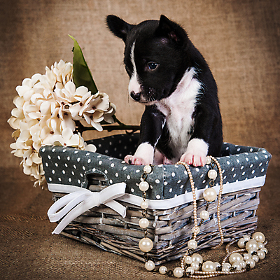 포토 JPG 해외이미지 행복 목걸이 실내 사랑 사람없음 반려동물 바구니 귀여움 화려 개 강아지 담기 수국 들어가기 해외포토 동물 꽃 감정 컨셉 장신구 포유류 모션 내부 파일형식 이미지허브