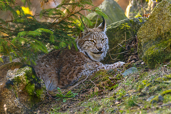 포토 JPG 해외이미지 동물 야생동물 새끼 백그라운드 포유류 자연 생물 산 성인 사람없음 목재 고양이 아기 황무지 숲 위험 모피 묘사 귀 육식동물 사냥꾼 육식 멸종 서식지 노려봄 내추럴 강렬 시베리아 웅장함 스라소니 해외포토 나무 직업 컨셉 재료 표정 사람 신체부위 반려동물 생태계 파일형식 이미지허브
