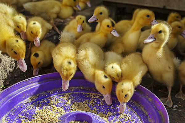 포토 JPG 해외이미지 동물 음료 농업 가정 자연 조류 주택 오리 사람없음 야외 물 뷰티 농장 노란색 계란 봄 산책 성장 흰색 아기 신생아 그룹 매끈함 작음 낟알 먹기 5 솜털 밭일 해외포토 자연요소 계절 산업 컬러 모션 휴식 사람 건물 숫자 알 감각 크기 생태계 파일형식 이미지허브