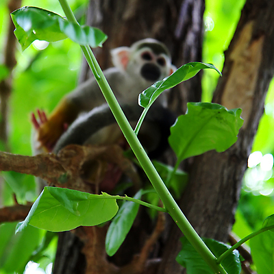 포토 JPG 해외이미지 나무 동물 응시 얼굴 야생동물 잎 포유류 자연 놀이 털 사람없음 초록색 노란색 미국 나뭇가지 원숭이 숲 작음 다람쥐 유인원 남쪽 아마존 해외포토 식물 시선 컬러 북아메리카 신체부위 설치류 크기 방향 생태계 파일형식 이미지허브
