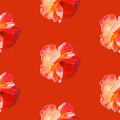 포토 JPG 해외이미지 꽃 백그라운드 패턴 사람없음 빨간색 패턴백그라운드 해외포토 식물 컬러 무늬 파일형식 이미지허브